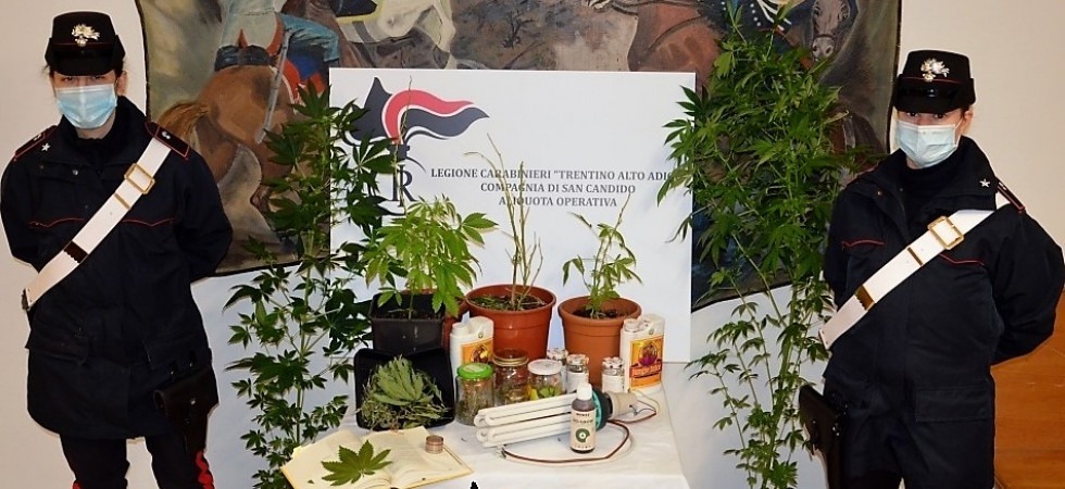 Perquisiscono un appartamento e trovano una piantagione di cannabis